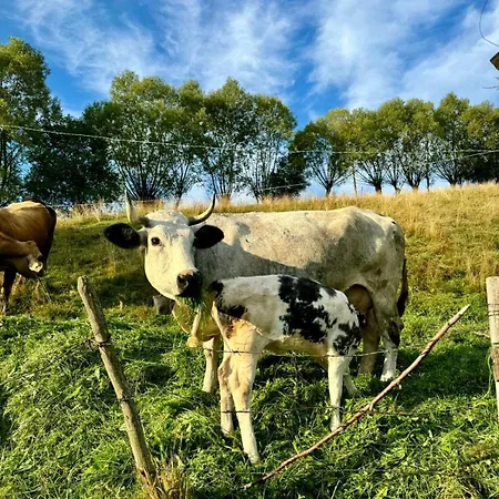 Gospodarstwo agroturystyczne Casa Marioara *